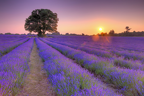 Acrylglasbild Lavendelmeer in der Provence