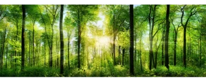 Acrylglasbild Wald mit Sonnenstrahlen