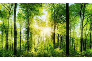 Acrylglasbild Wald mit Sonnenstrahlen