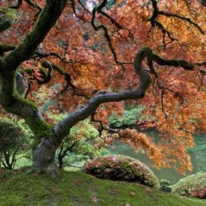 Leinwandbild Japanischer Baum im Herbst