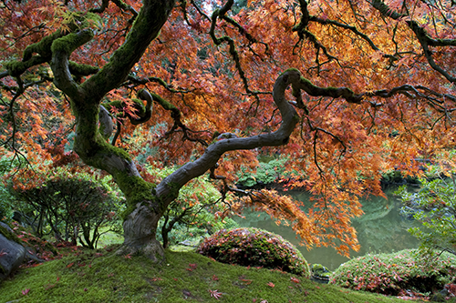 Leinwandbild Japanischer Baum im Herbst