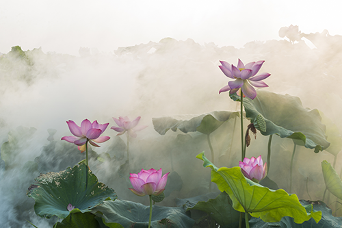 Leinwandbild Lotusblüte in Nebel