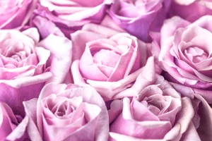Leinwandbild violette Rosen