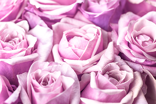 Leinwandbild violette Rosen